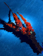 Load image into Gallery viewer, Fluorescent nature specimens (individual)