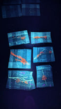 Load image into Gallery viewer, Fluorescent nature specimens (individual)