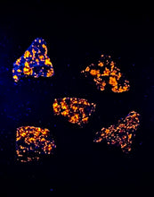 Load image into Gallery viewer, Fluorescent nature specimens (individual)
