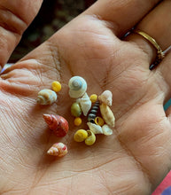 Load image into Gallery viewer, Fossick EarthFizz