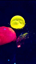 Load image into Gallery viewer, Fluoro Fizz pouches (individual, refill)
