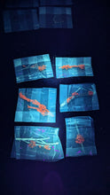 Load image into Gallery viewer, Fluorescent nature specimens (individual)
